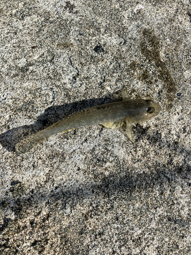 ハゼの釣果