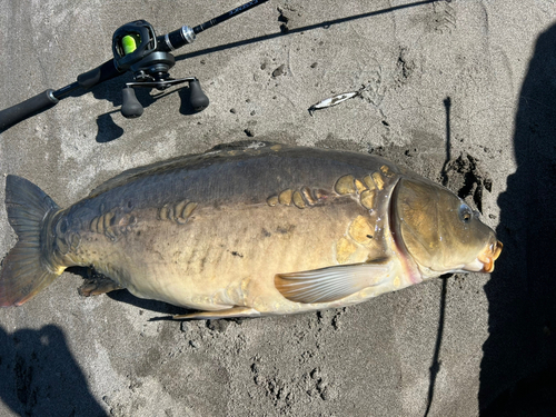 コイの釣果