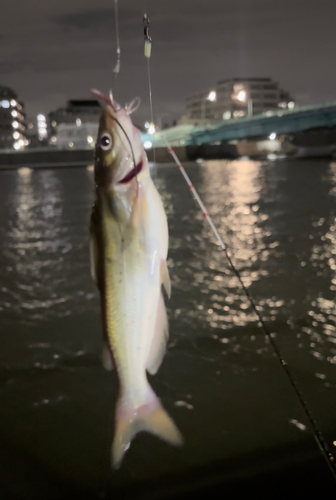 アメリカナマズの釣果