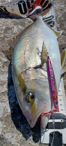 カンパチの釣果