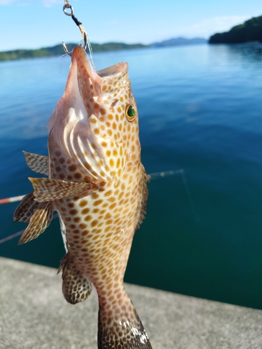 オオモンハタの釣果