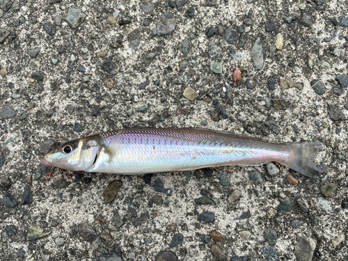 シロギスの釣果