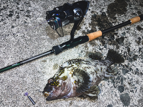 オウゴンムラソイの釣果