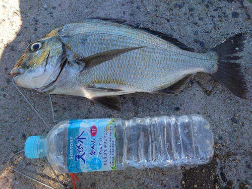 ヘダイの釣果