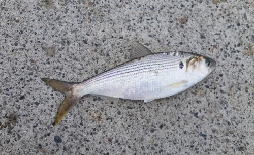 コノシロの釣果