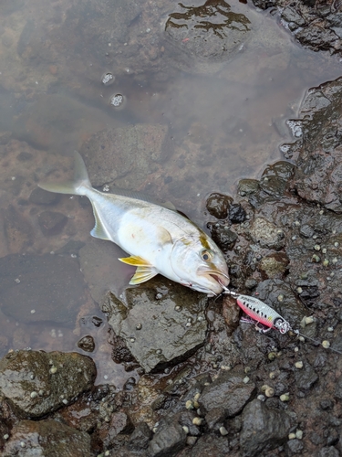 ショゴの釣果