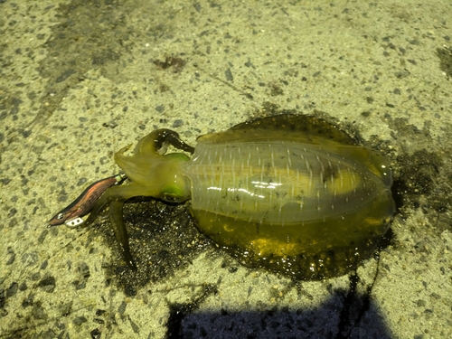 アオリイカの釣果