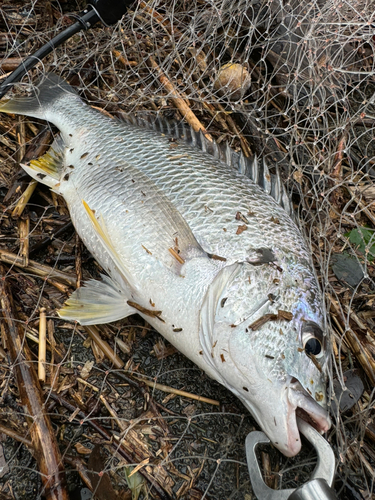 キビレの釣果