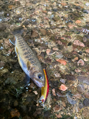 イワナの釣果