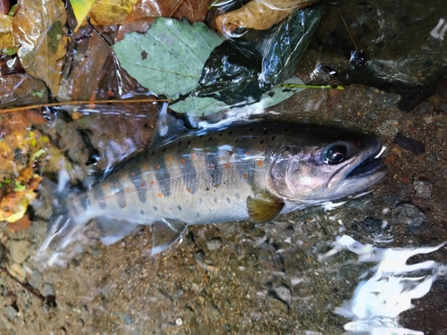 アマゴの釣果