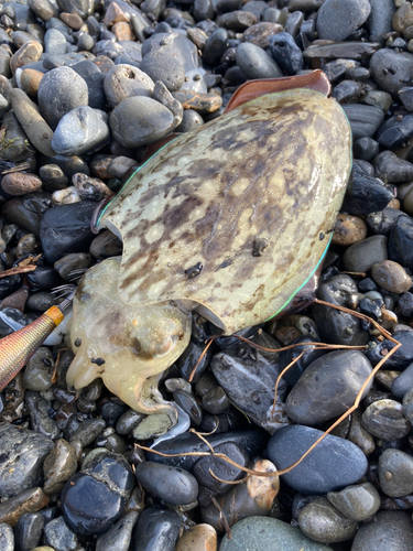 コウイカの釣果