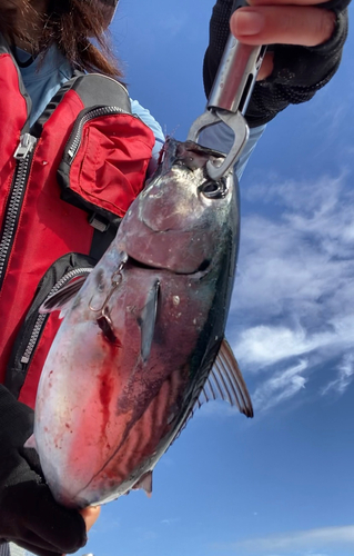 スマガツオの釣果