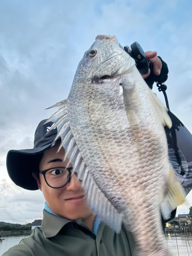 キビレの釣果