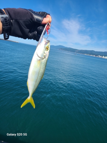 ワカシの釣果