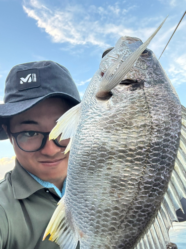 キビレの釣果