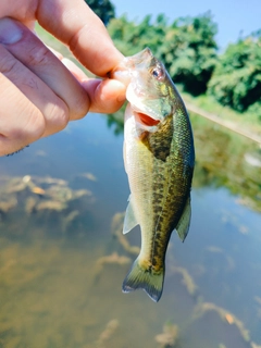 ラージマウスバスの釣果