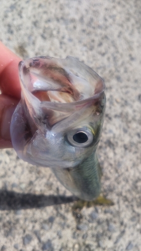 マサバの釣果