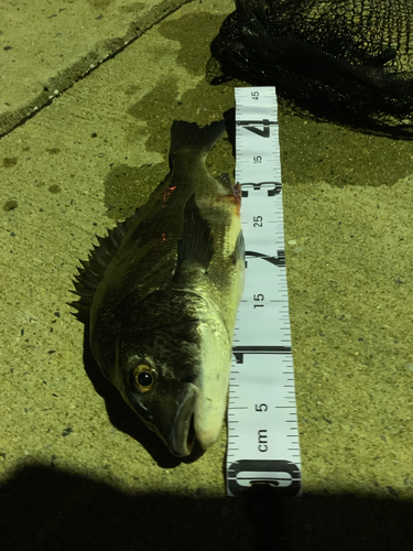 タカノハダイの釣果