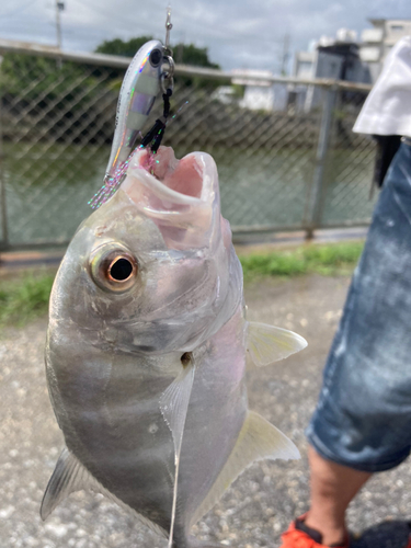 ガーラの釣果