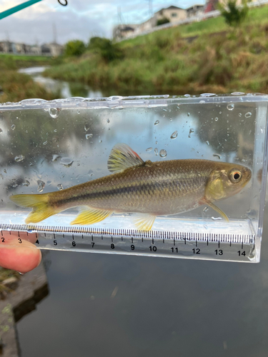 カワムツの釣果