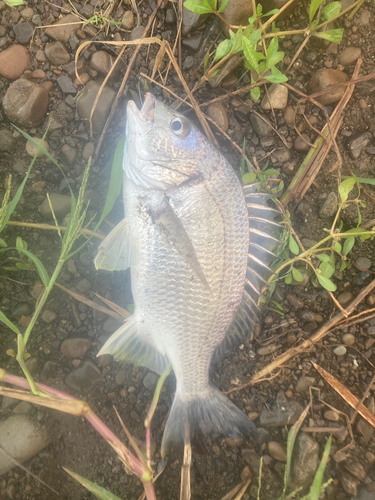 キチヌの釣果