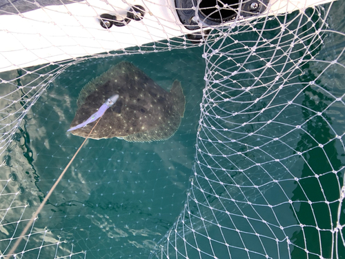 ヒラメの釣果