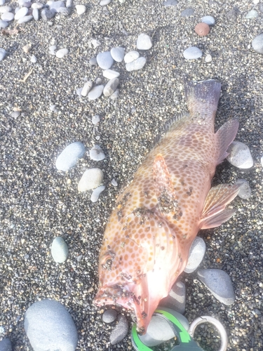 オオモンハタの釣果