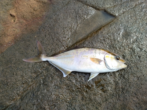 ショゴの釣果