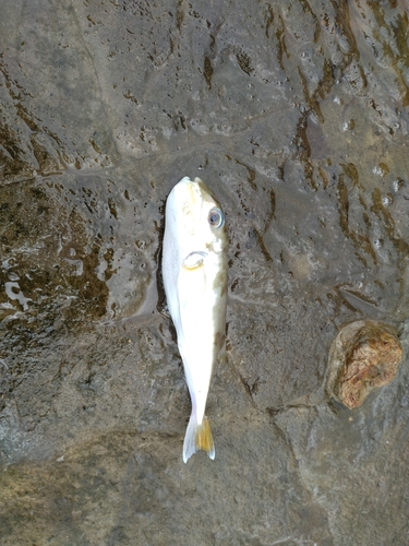 シロサバフグの釣果