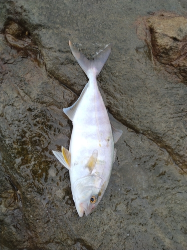 ショゴの釣果