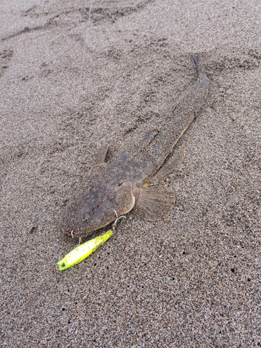 マゴチの釣果