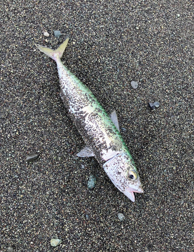 マサバの釣果