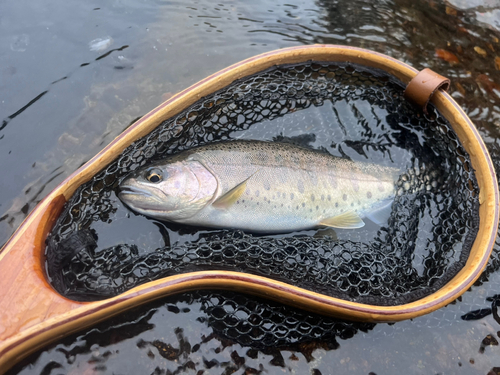 ヤマメの釣果