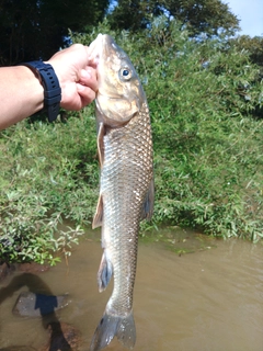 ニゴイの釣果