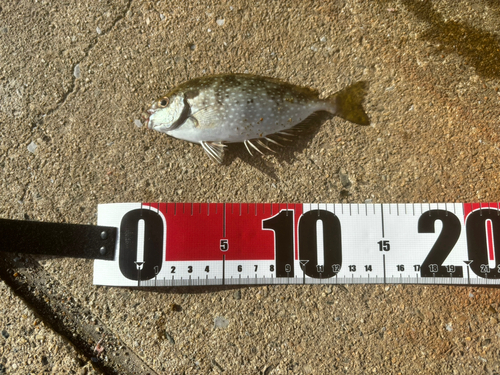 アイゴの釣果