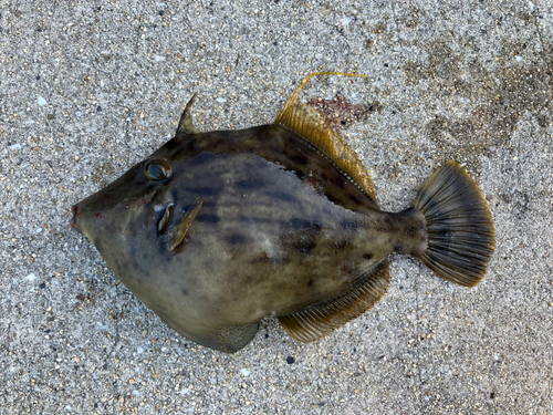 カワハギの釣果