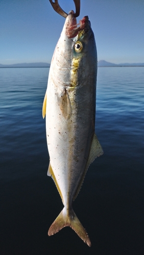 フクラギの釣果