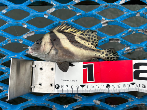 コショウダイの釣果