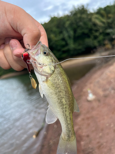 ラージマウスバスの釣果