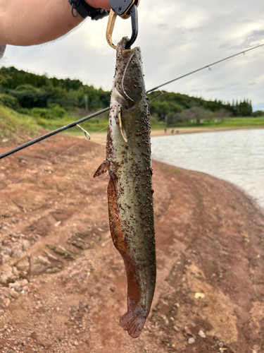 マナマズの釣果