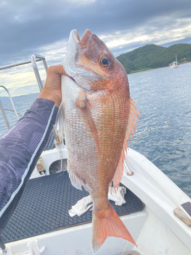 マダイの釣果