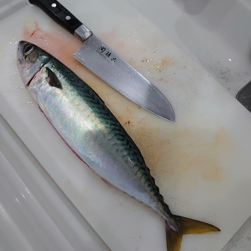 サバの釣果