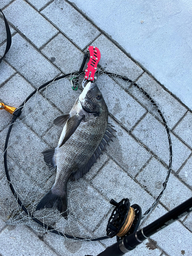 チヌの釣果