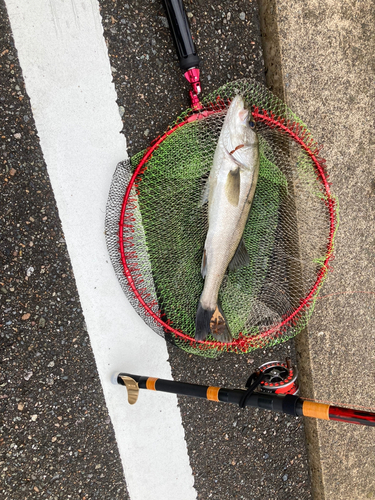 マダカ（マルスズキ）の釣果