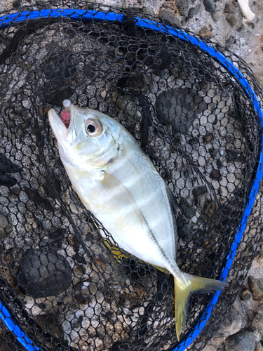 メッキの釣果