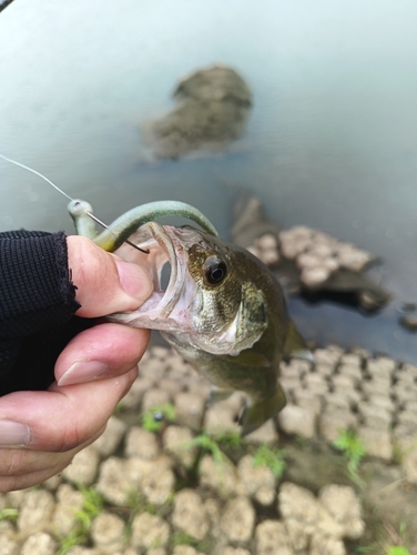 ラージマウスバスの釣果