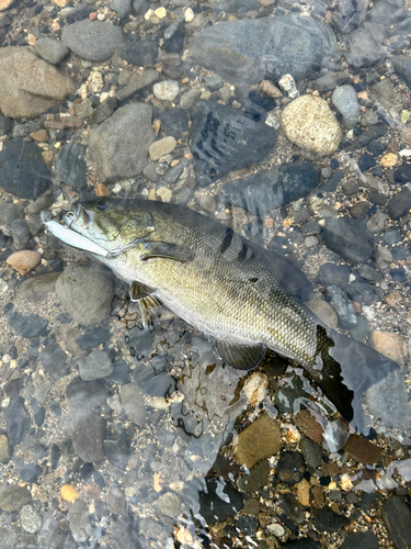 スモールマウスバスの釣果