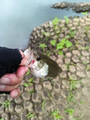 ラージマウスバスの釣果