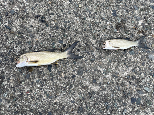 ツバメコノシロの釣果