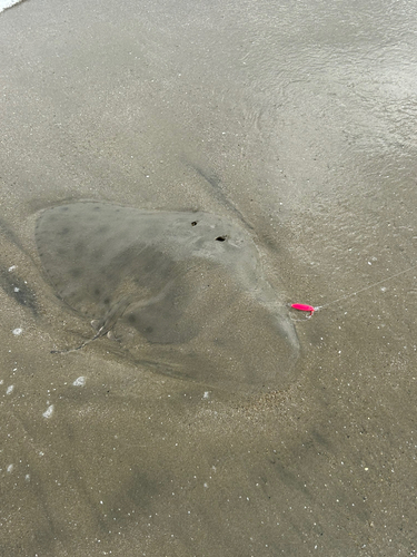 ツバクロエイの釣果